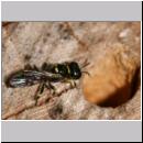 Crossocerus varus - Grabwespe 01 4-5mm.jpg